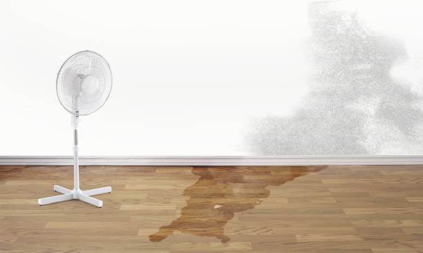Best Professional water damage repair  in Omaha, NE